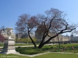 001-jardin-tuileries_8291